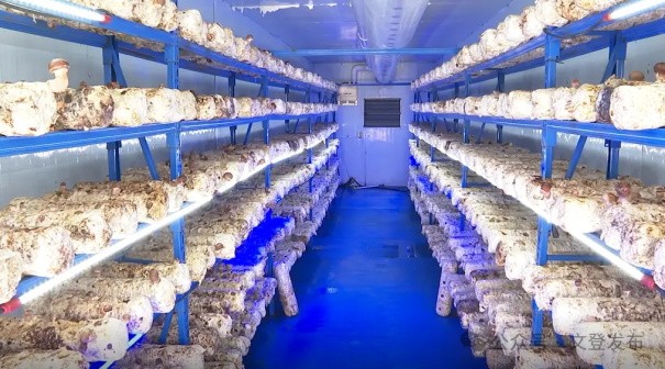 打造顶级食用菌智能化培育殿堂